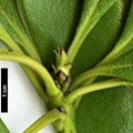 SpeciesSub: var. adaphniphylloides